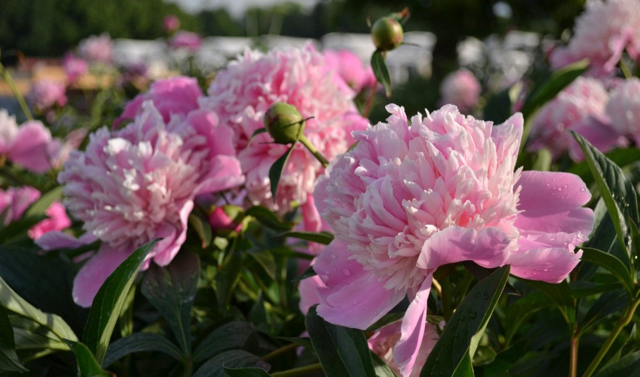 Пион Лиза Брабант