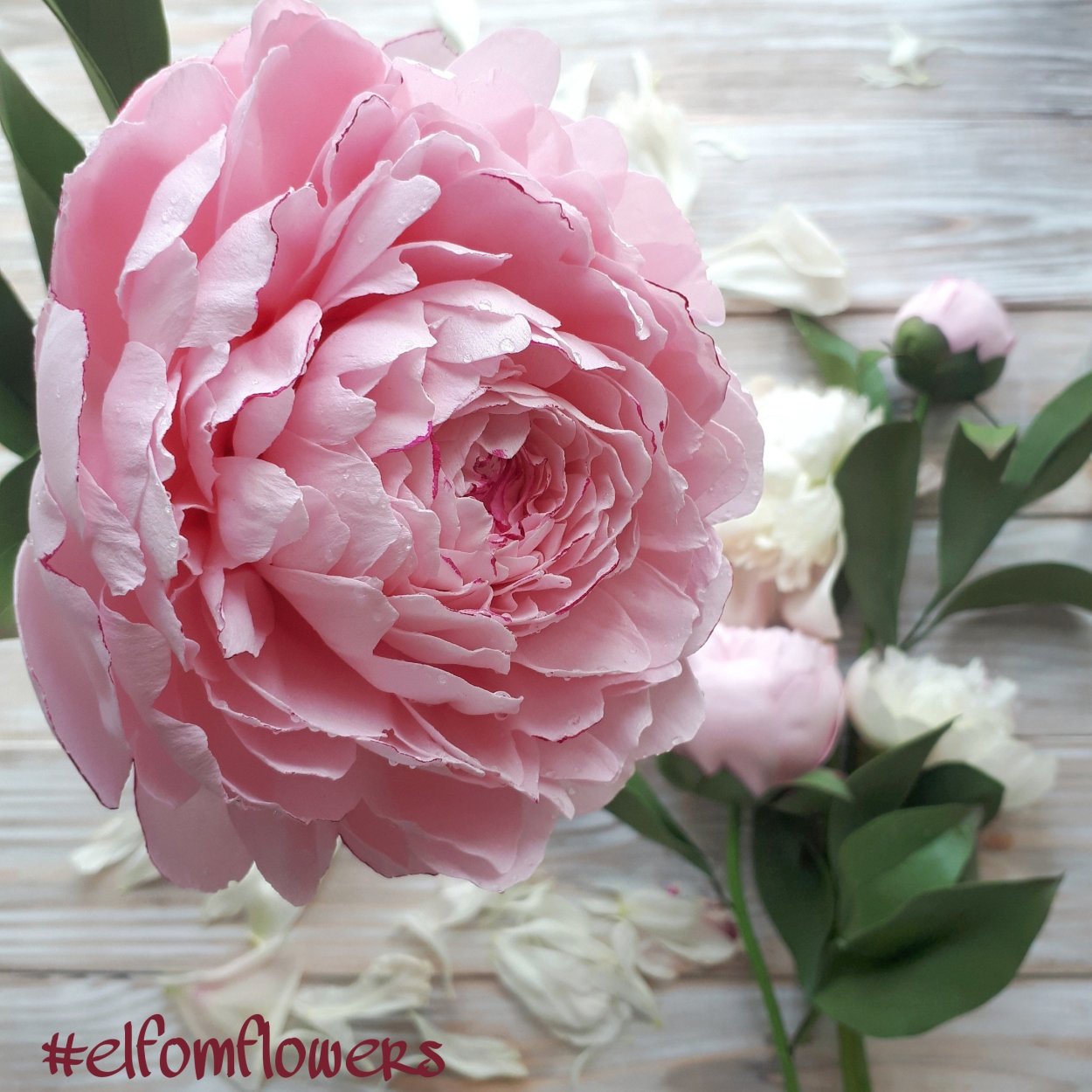 Пион Лиза Брабант