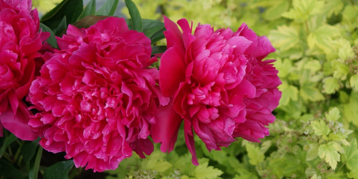 Пион Сильвер даубед