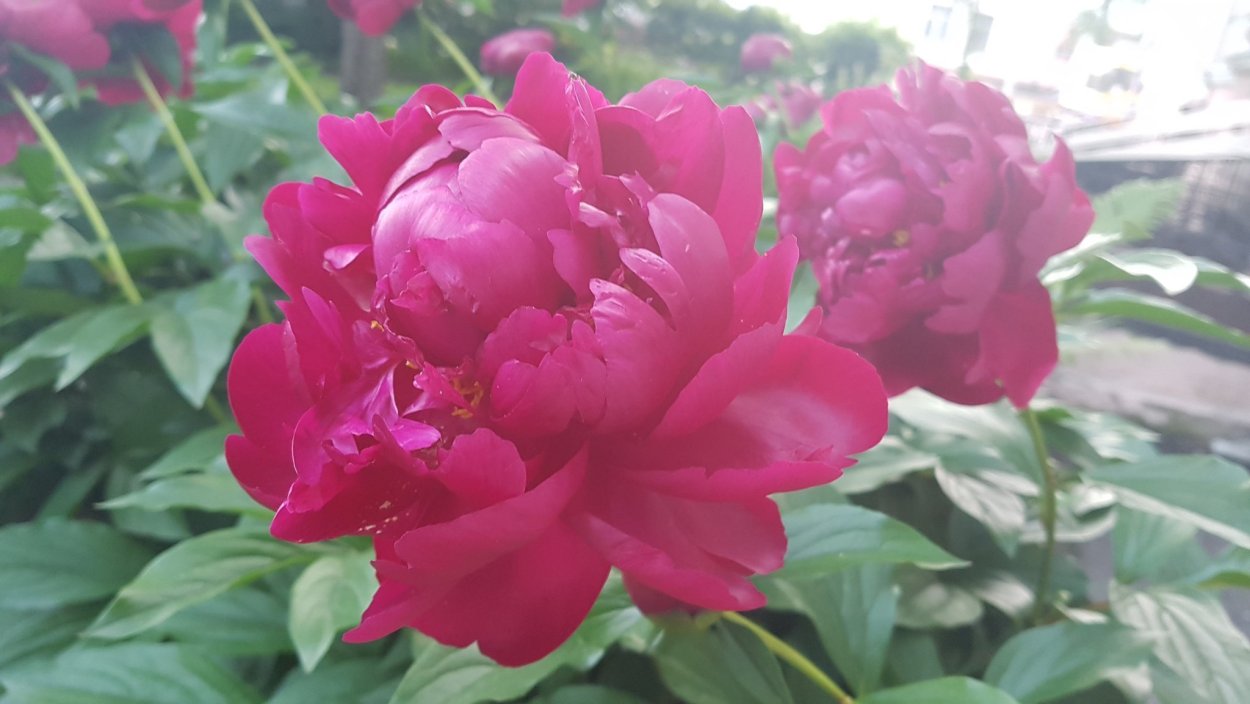 Пион Mary Elizabeth