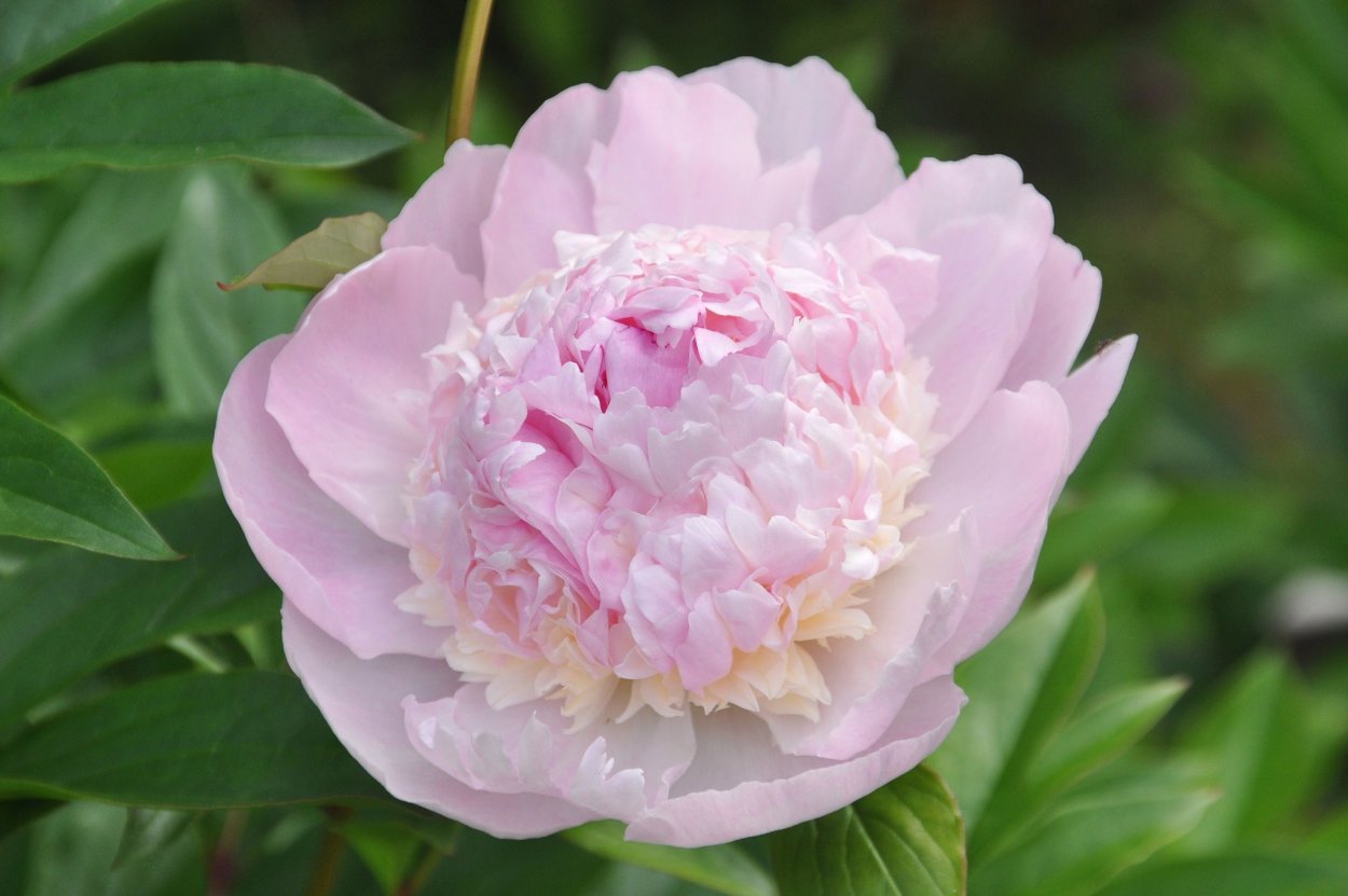 Пион черный жемчуг