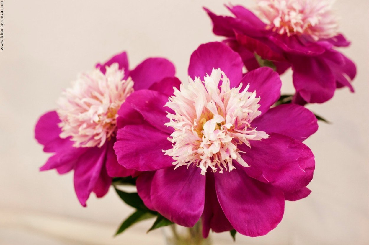 Пион молочноцветковый Angel Cheeks