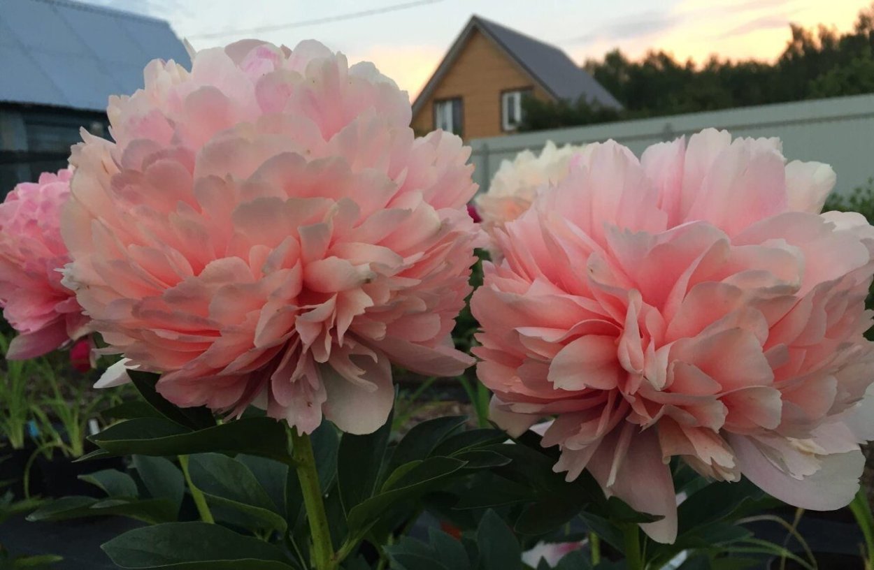 Пион Виктори де ла Марне