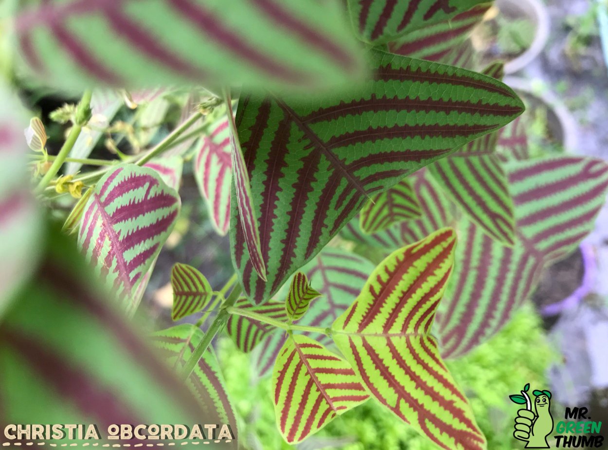 Кристия растение