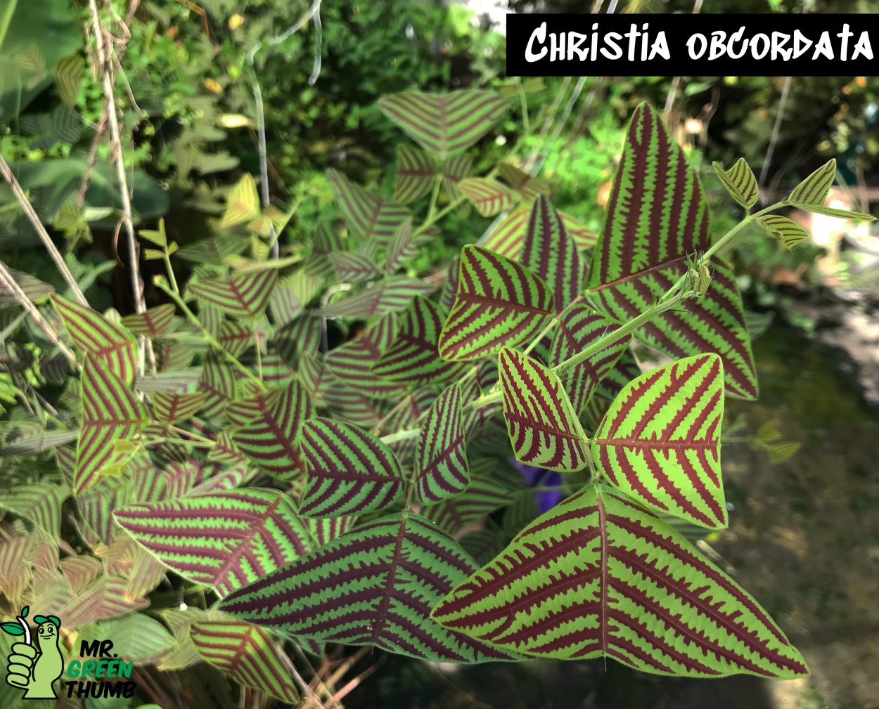 Christia obcordata
