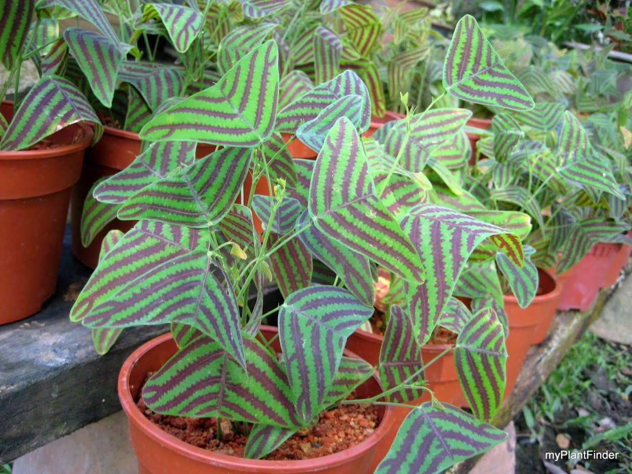 Christia obcordata Кристия Обкордата