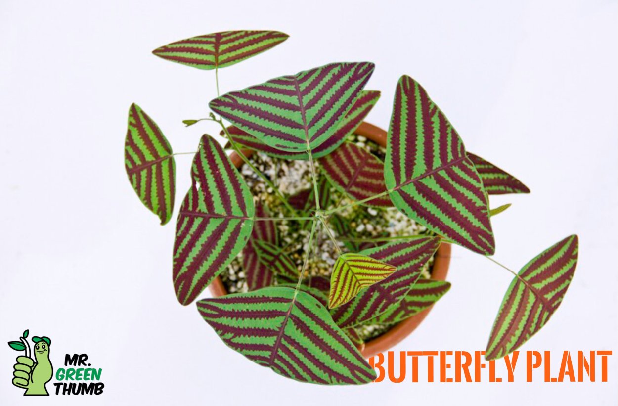 Кристи полусердцевидная