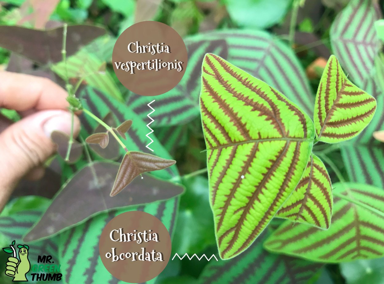 Кристия веспертилионис