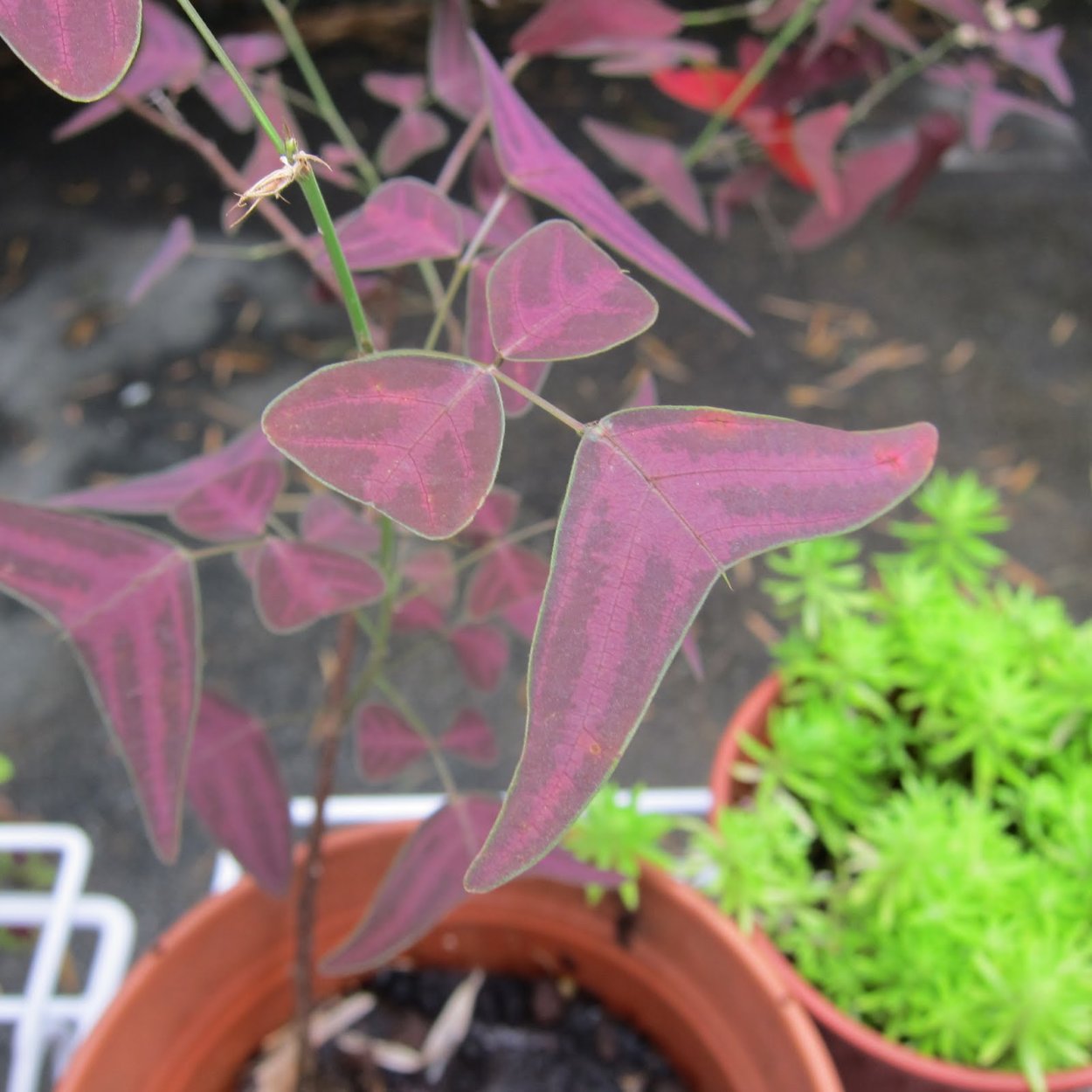 Christia vespertilionis