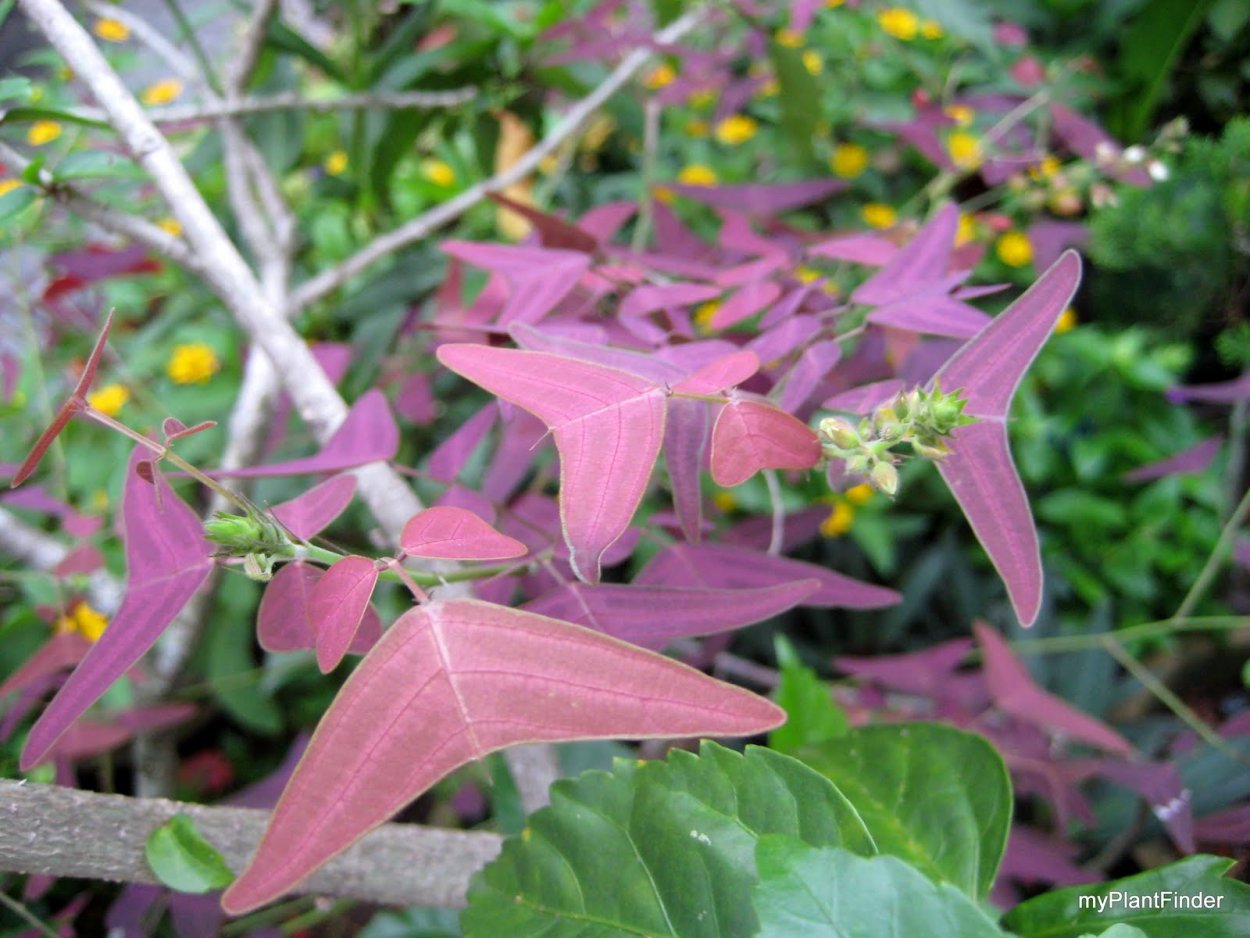 Кристи полусердцевидная