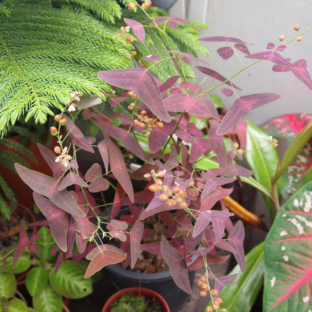 Оксалис Кристия