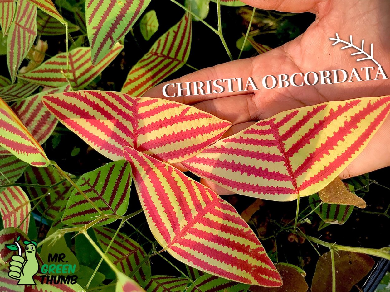 Christia obcordata