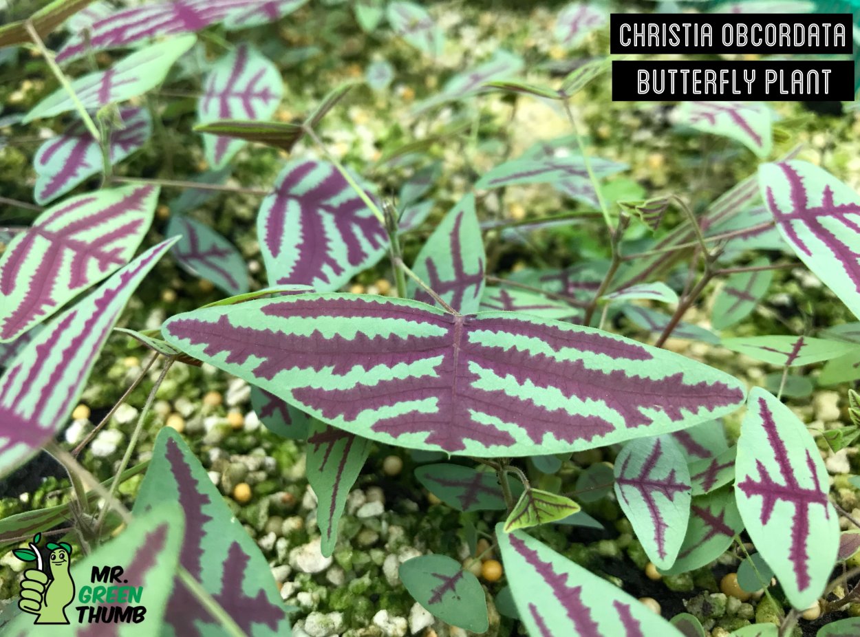 Эписция reptans