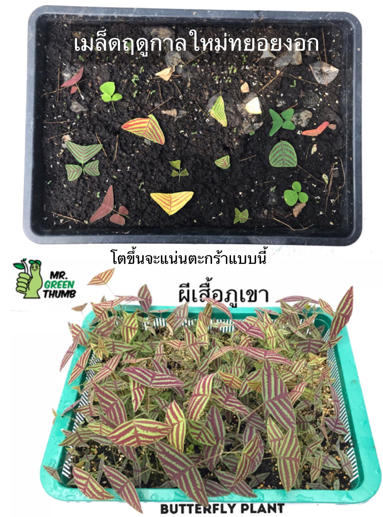 Растение Калатея