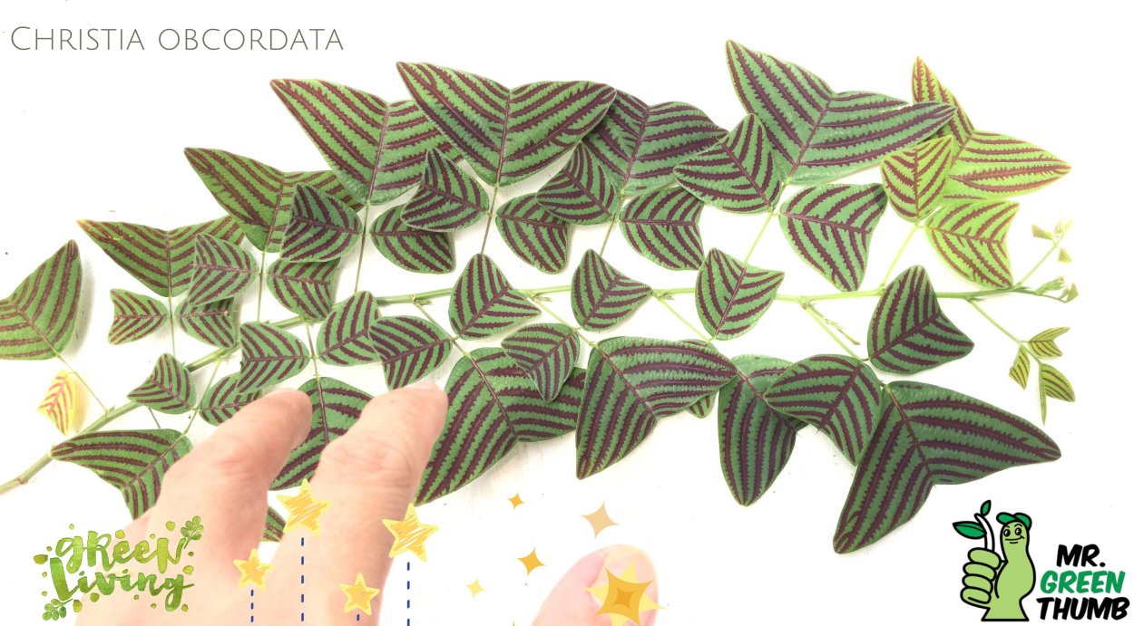 Christia vespertilionis