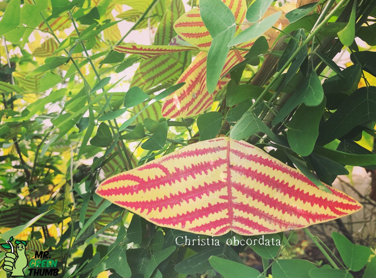 Кристия веспертилионис