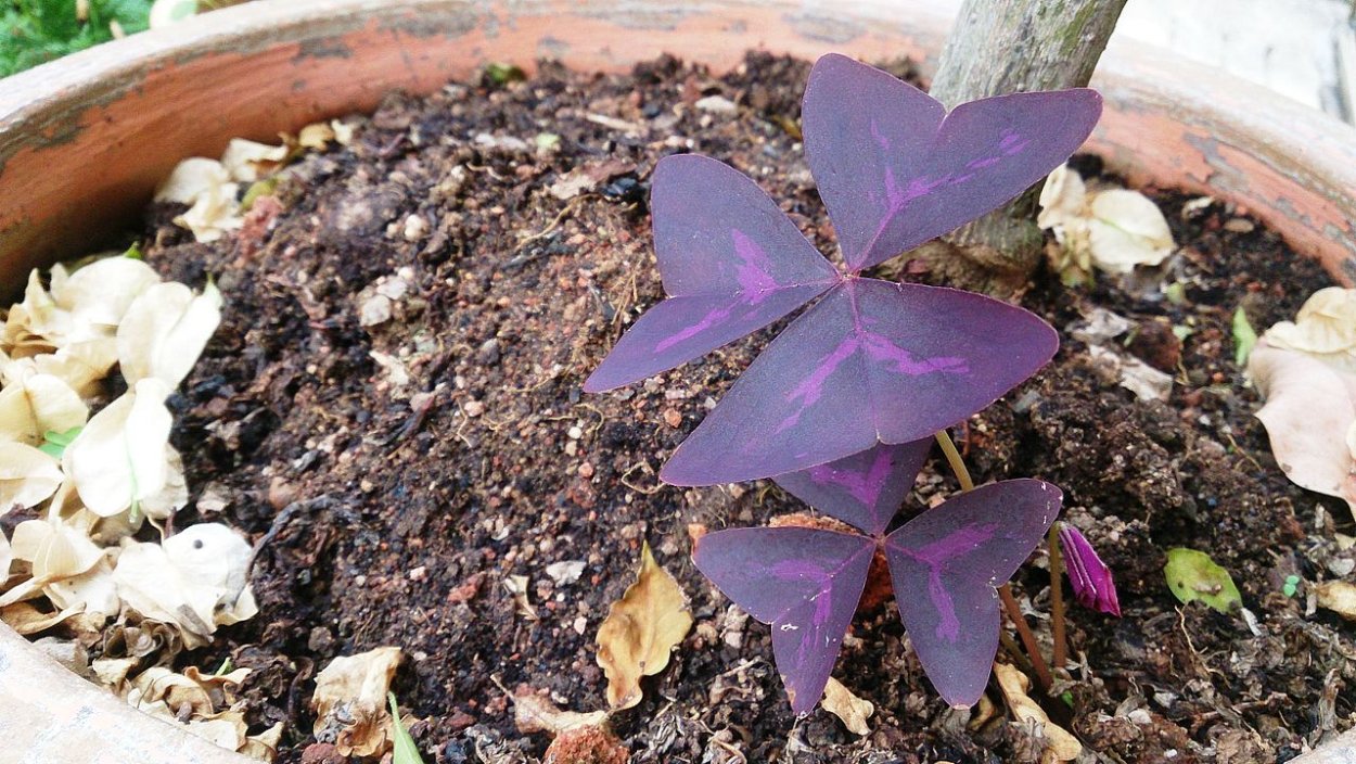 Ликуала кордата