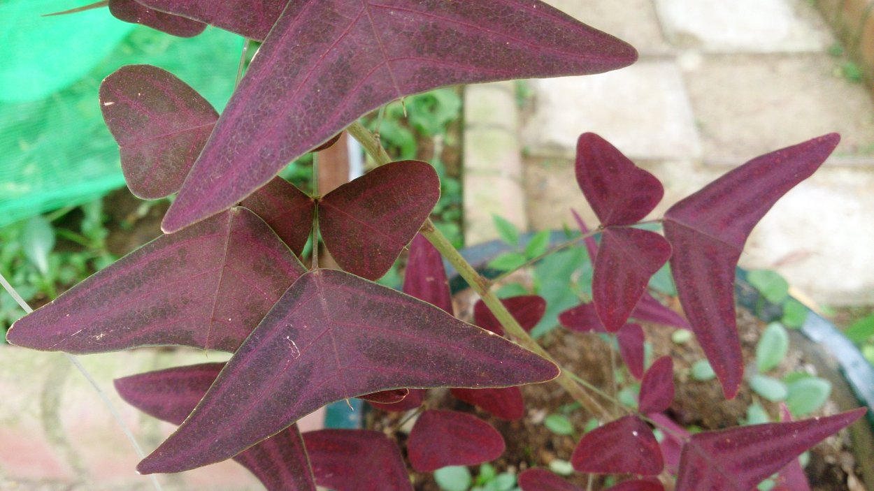 Christia vespertilionis