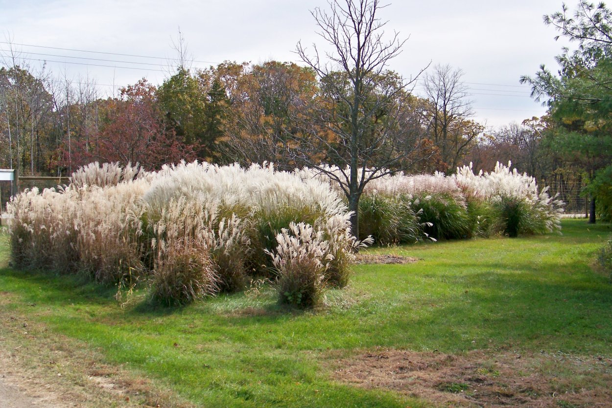 Пампасная трава с туями