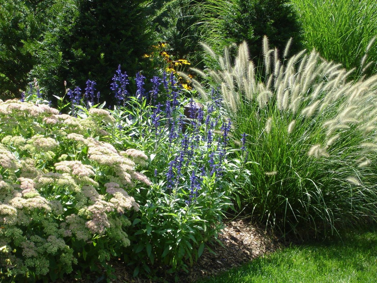 Мискантус котовник Очиток