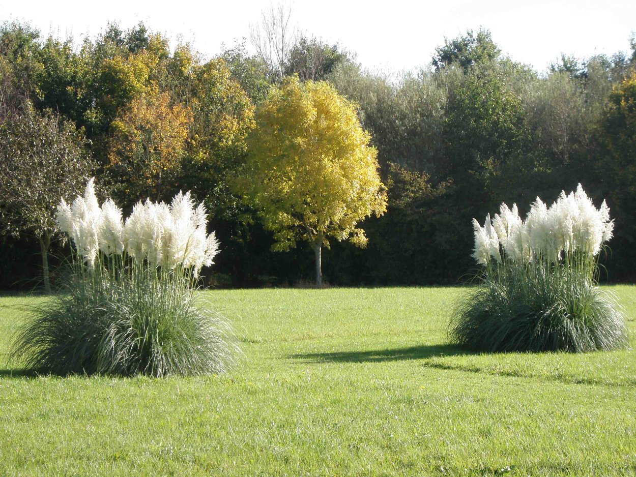 Кортадерия мискантус