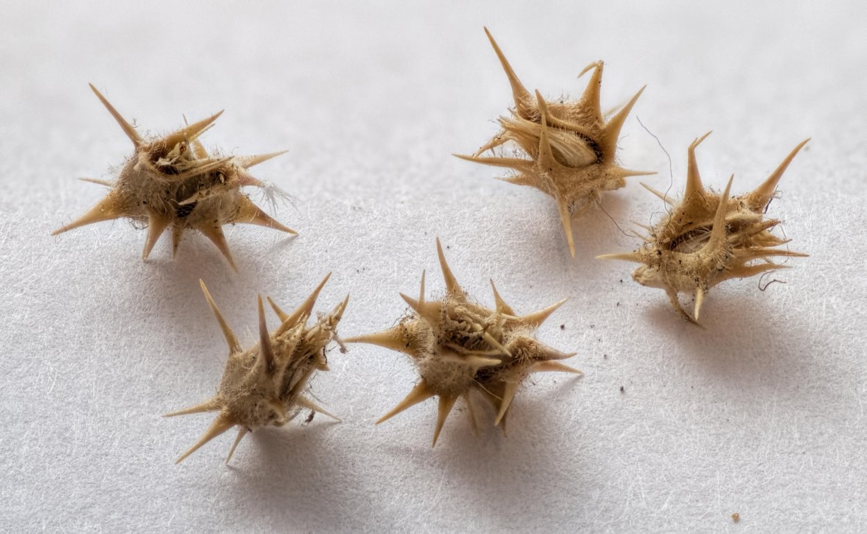 Cenchrus pauciflorus