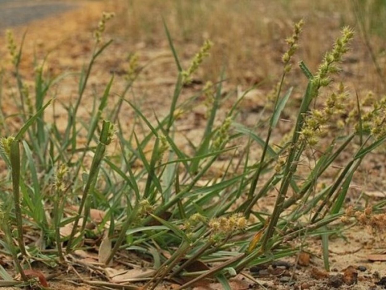 Cenchrus pauciflorus