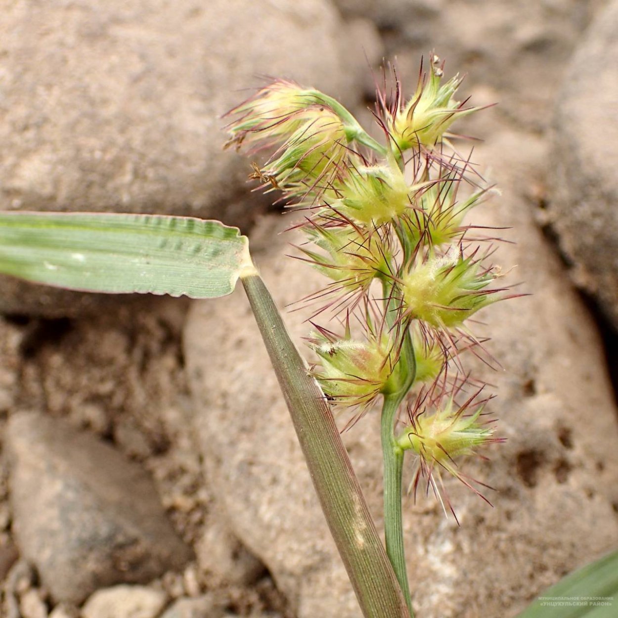 Cenchrus pauciflorus
