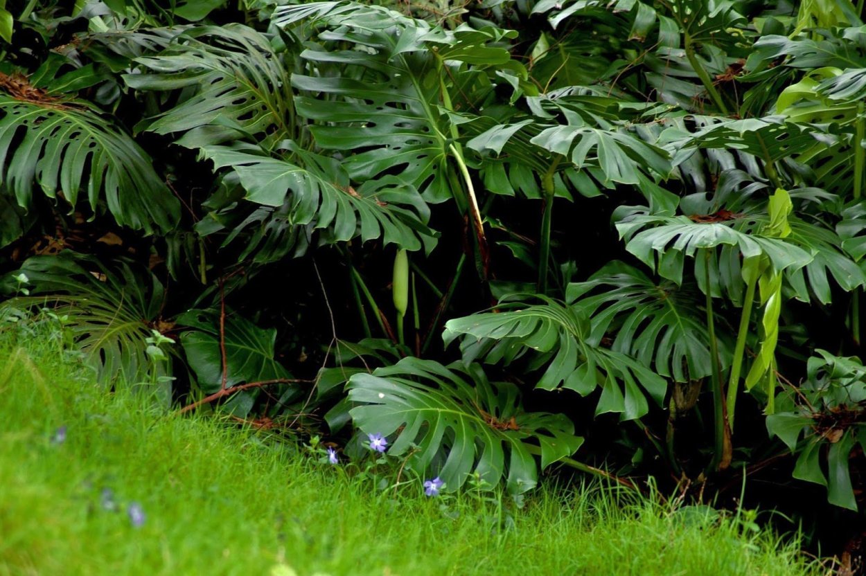 Монстера Карстениана