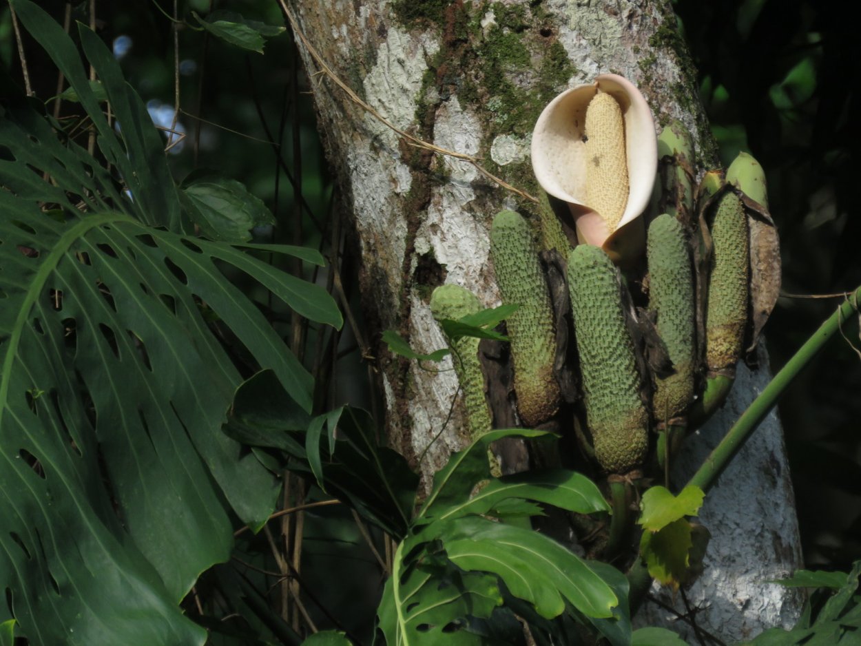 Цветение монстеры деликатесной