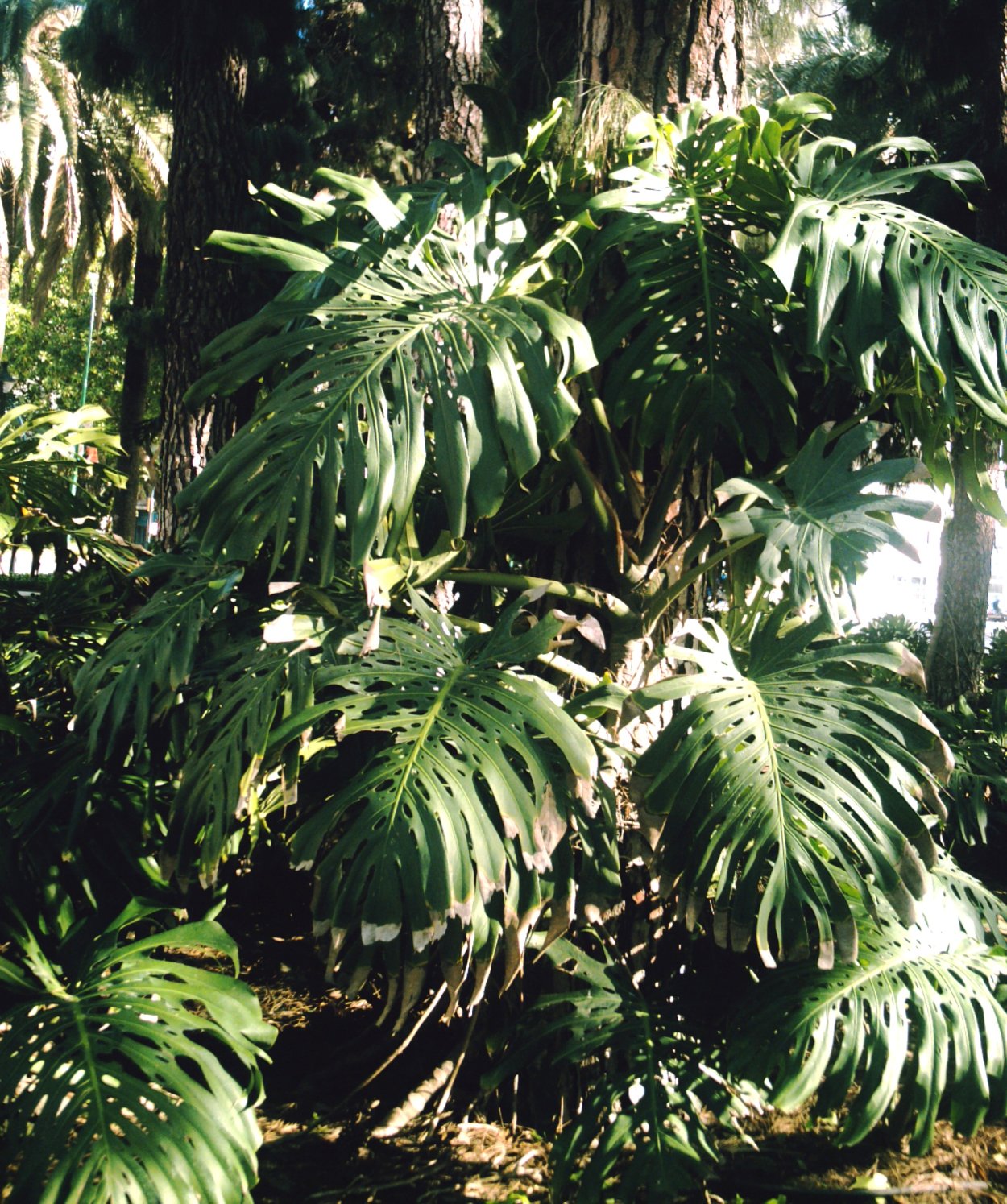 Монстера Дикая джунгли Лиана