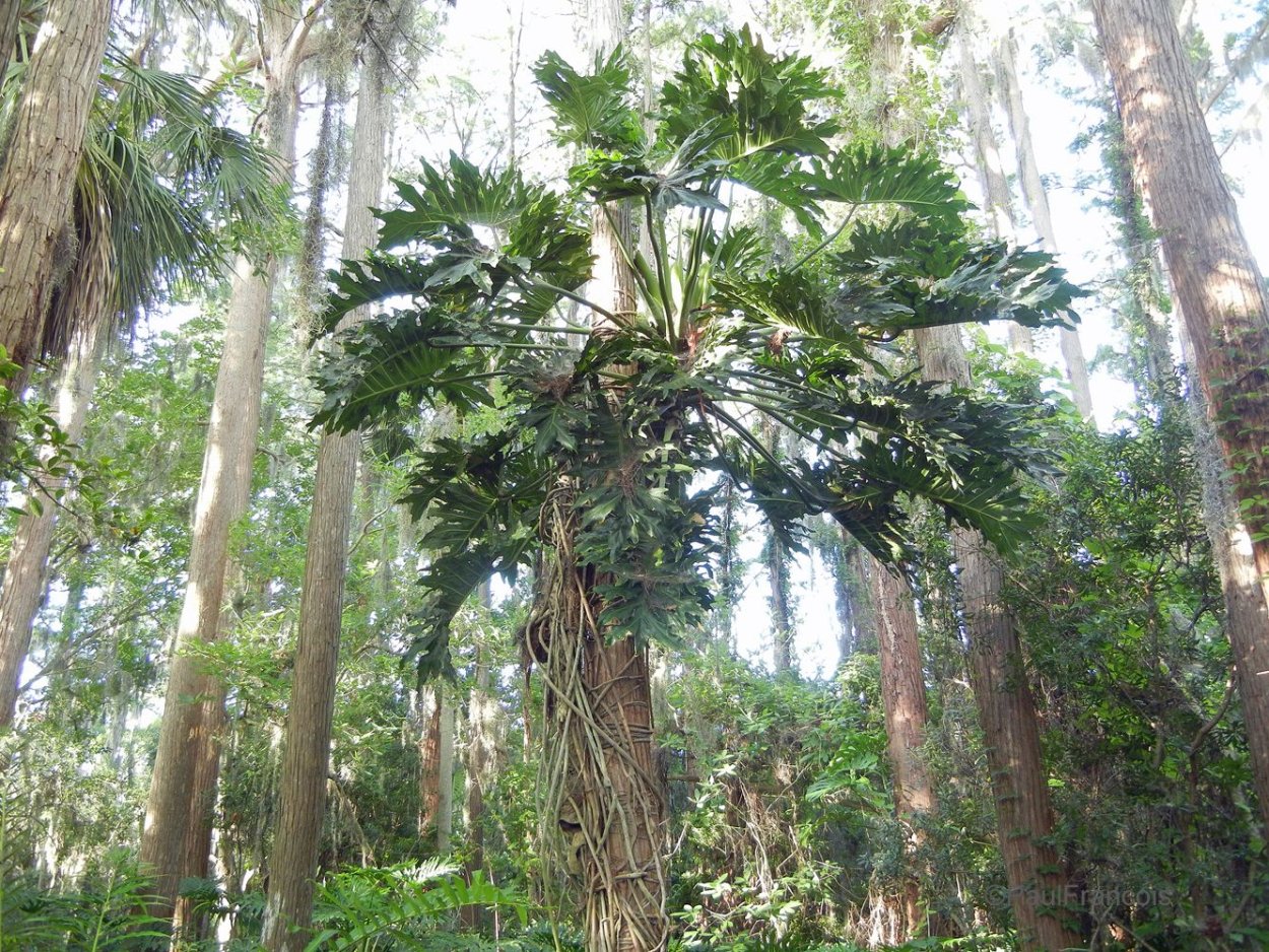 Монстера Лиана в природе