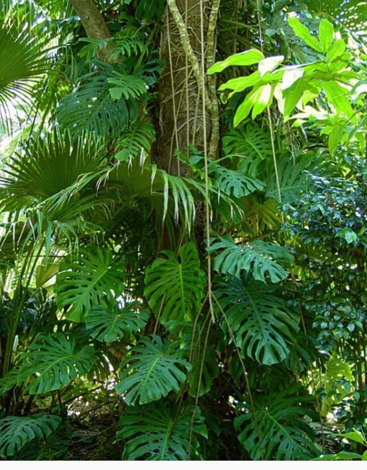 Monstera tuberculata