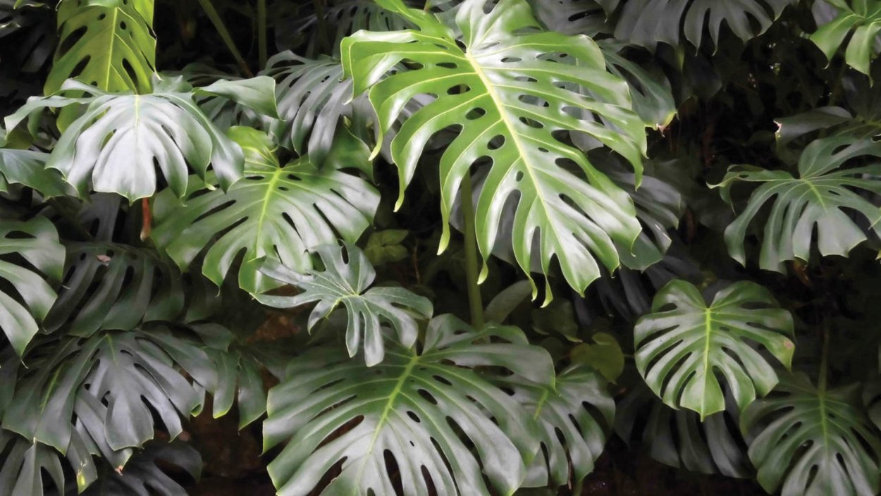Monstera deliciosa листья