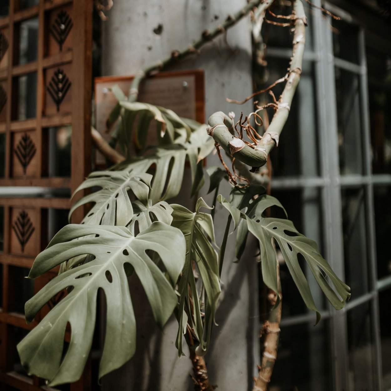 Монстера Раджа