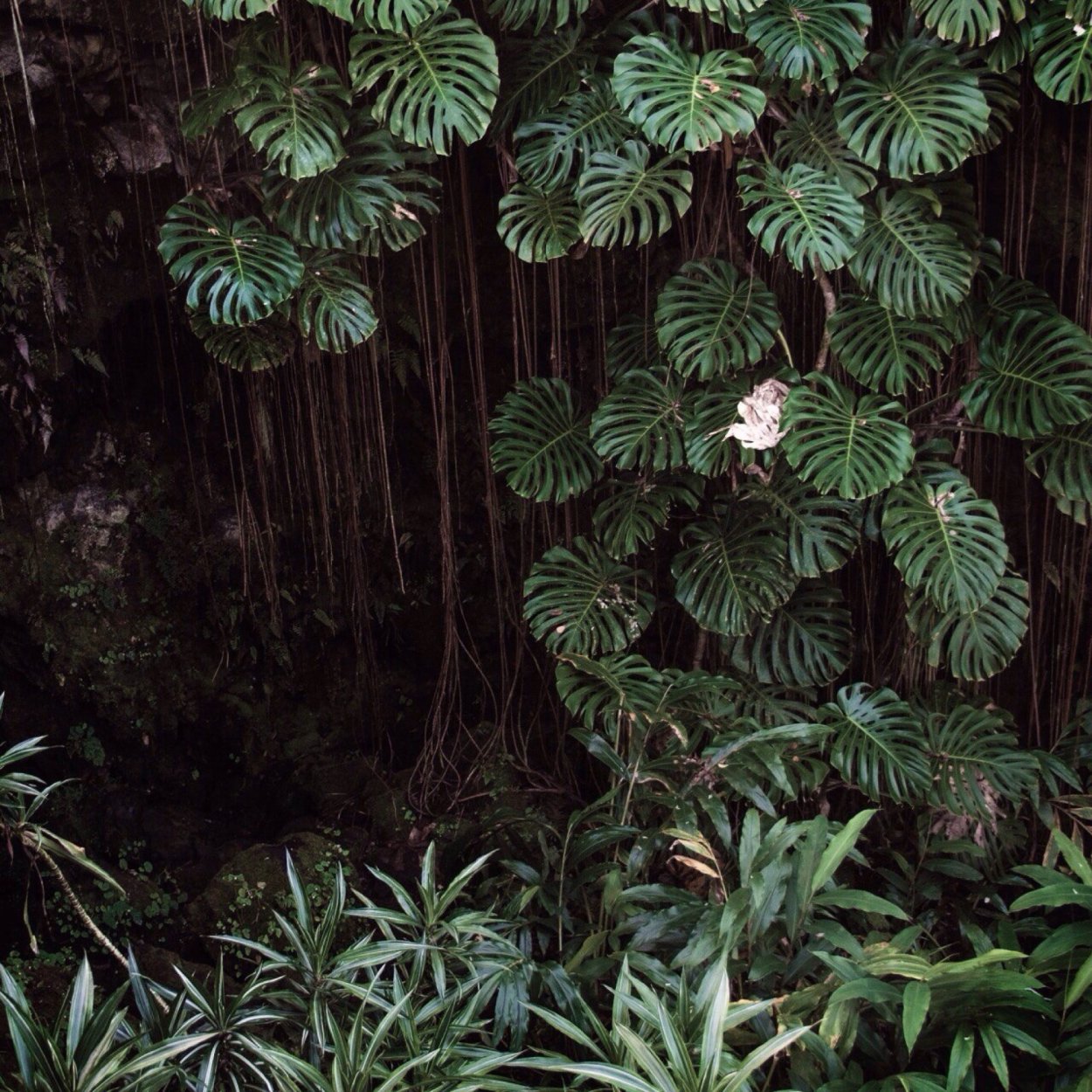 Лиана монстера в тропиках