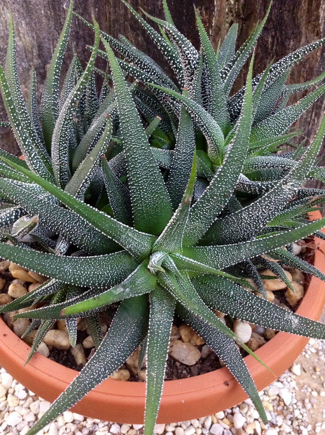 Суккулент хавортия аттенуата