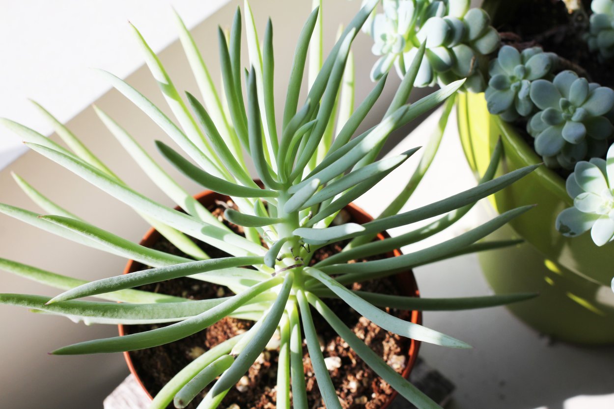 Суккулент кустовой