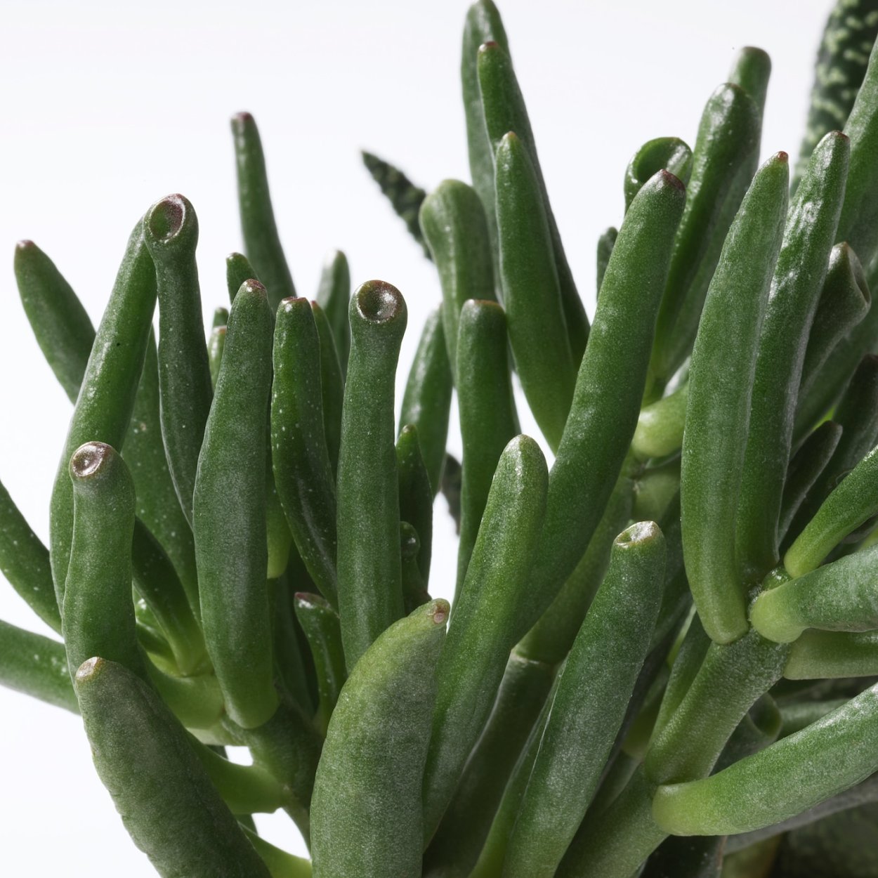 Суккуленты длинные