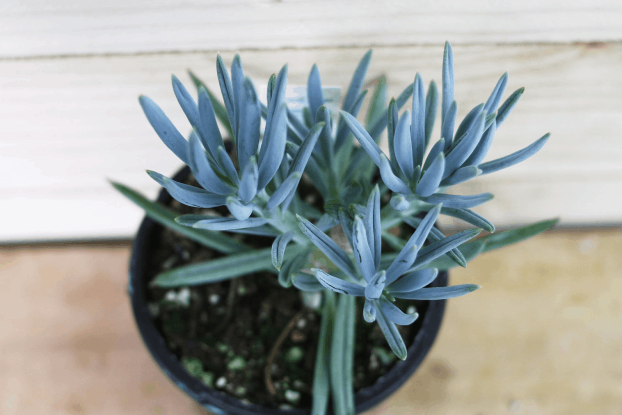 Сенецио Серпенс