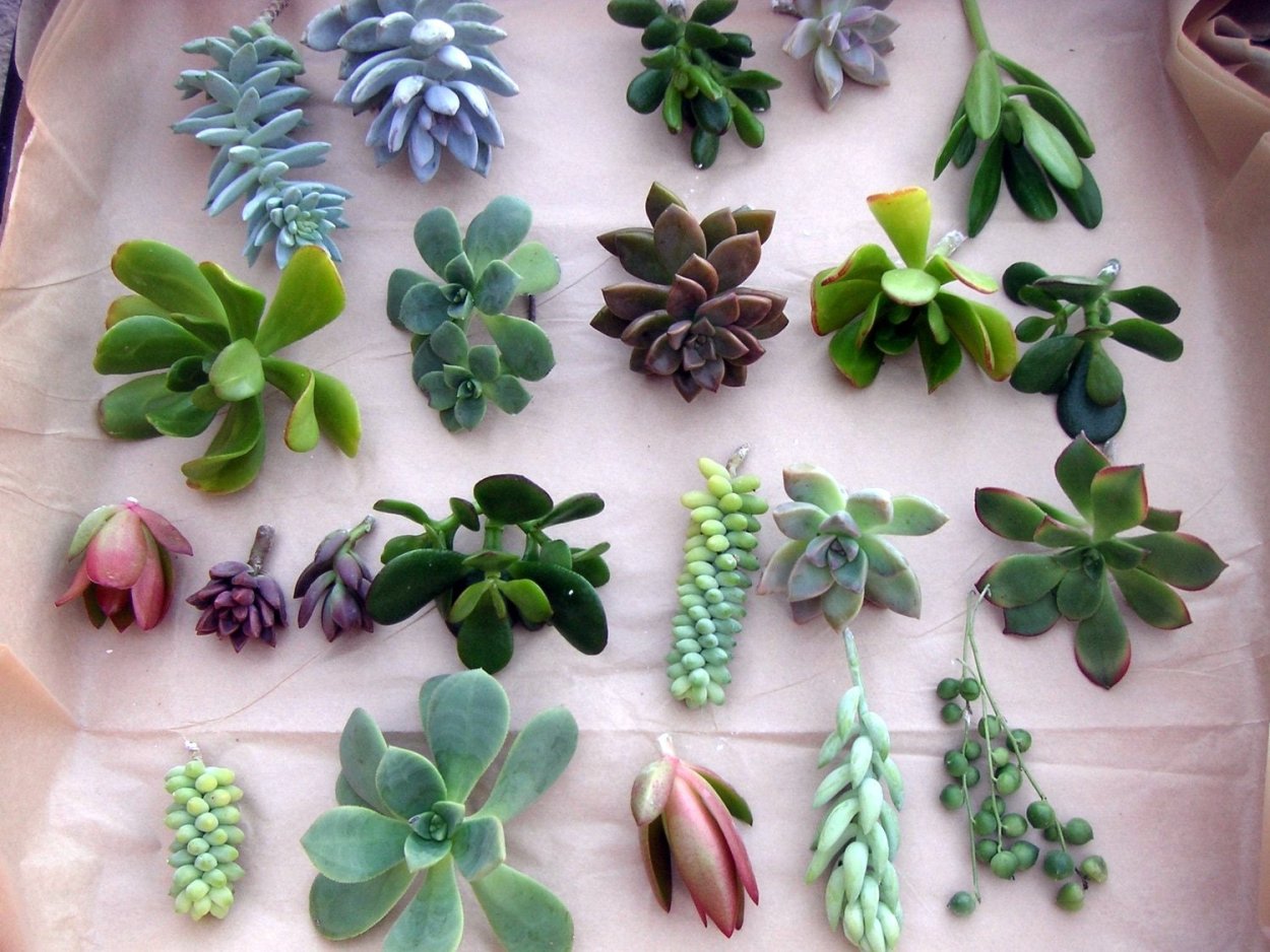 Суккулент с листиками