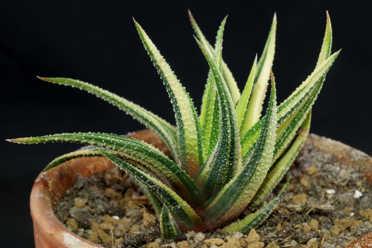 Хавортия аттенуата Радула