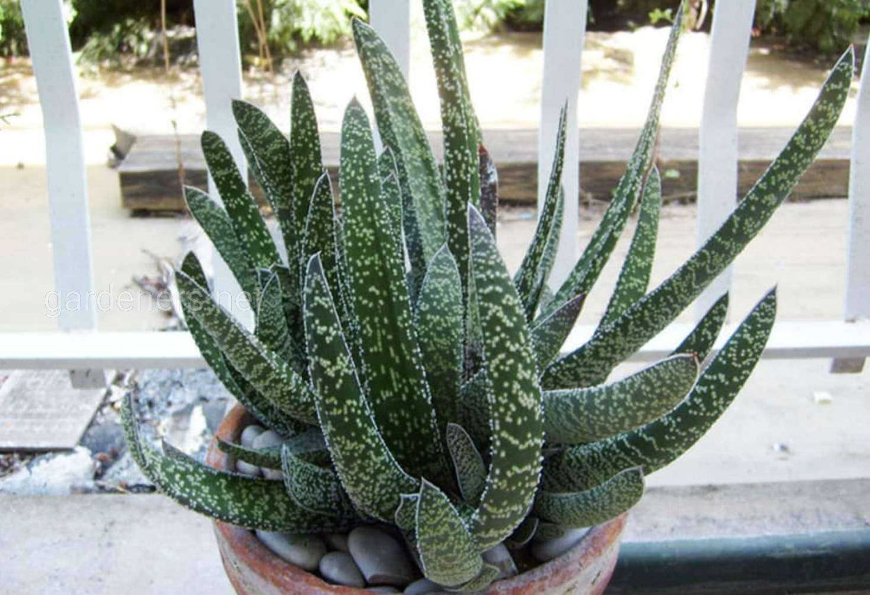 Гастерия дюваль