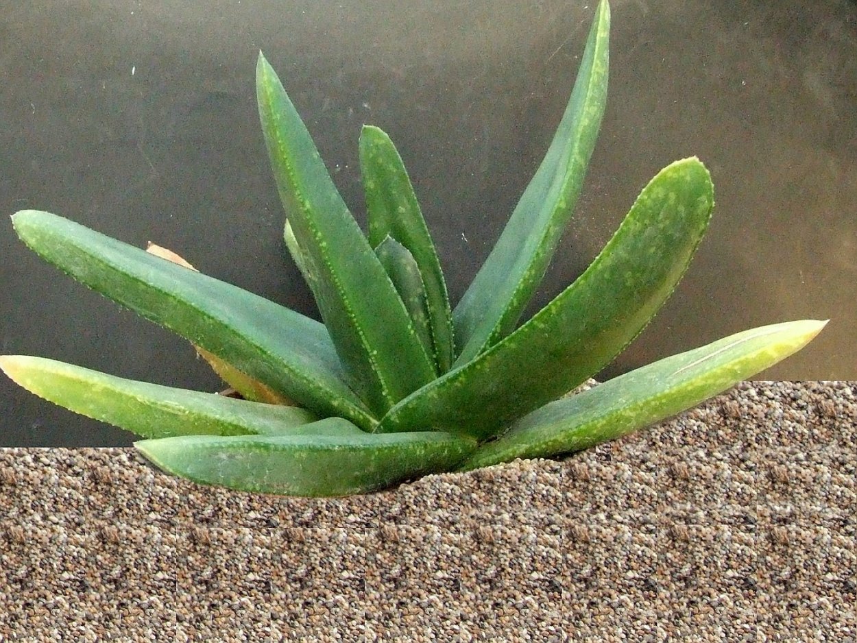 Гастерия Родина растения