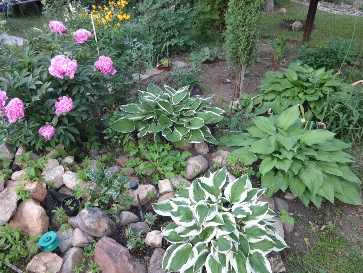 Миксбордер гортензия пион Хоста