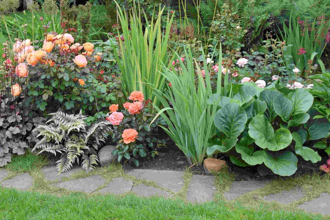 Гейхера с лилейниками