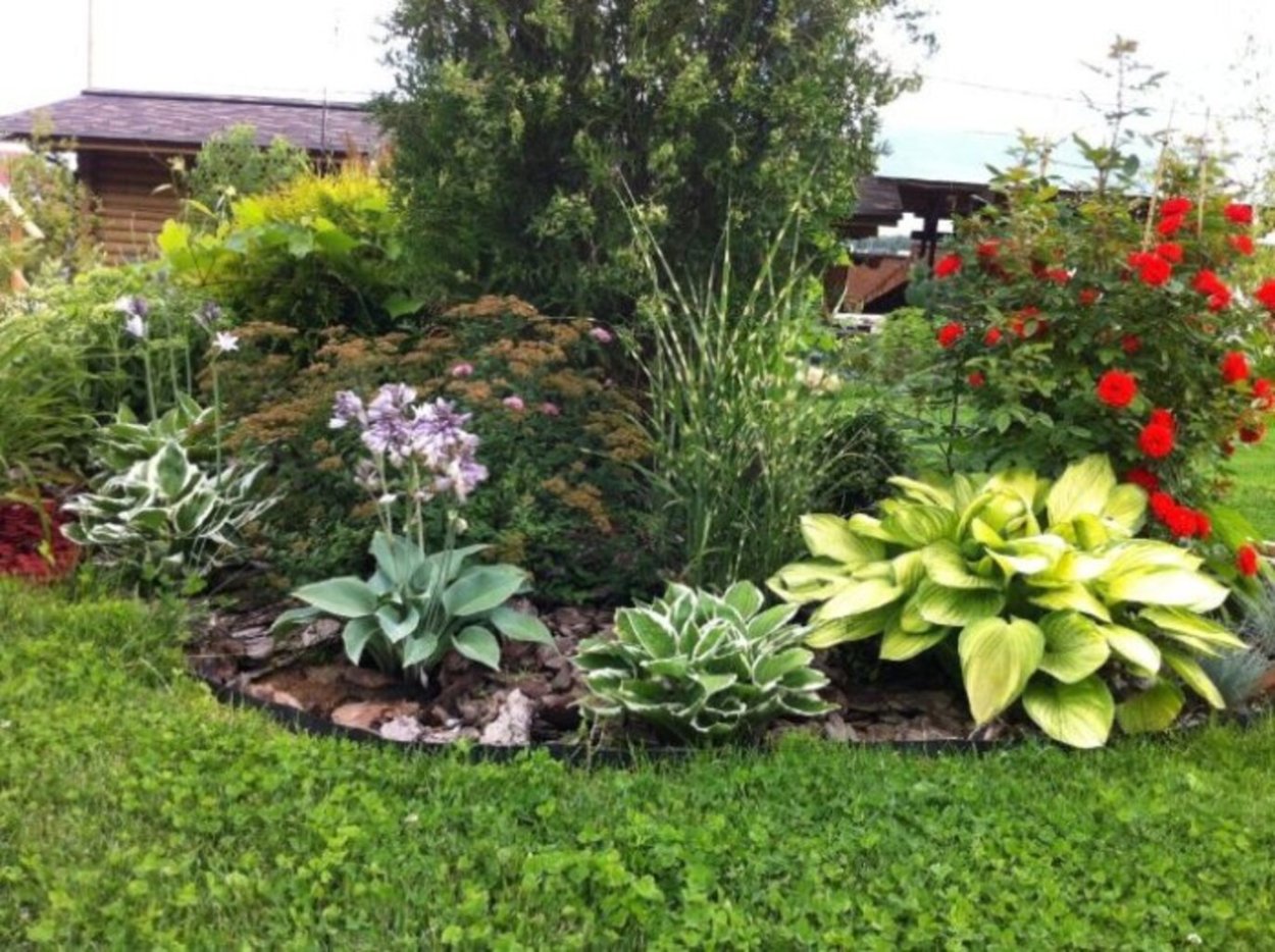 Клумба с розами хостами и гейхерами