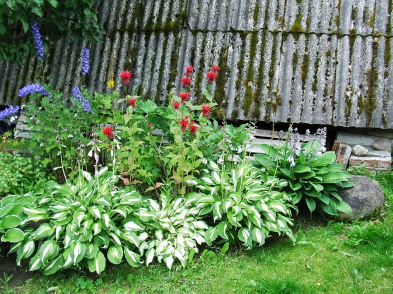 Лиатрис с хостой