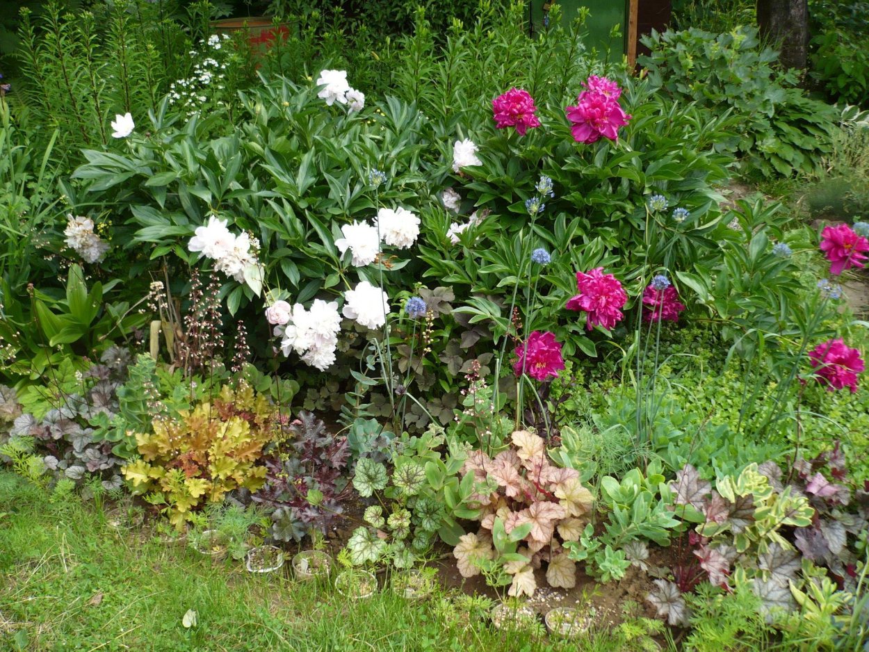 Миксбордер с пионами