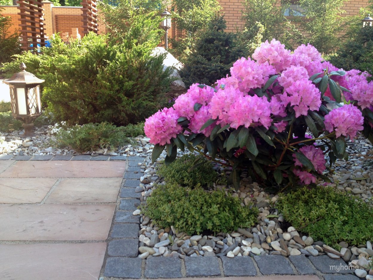 Рододендрон с хвойниками в ландшафтном